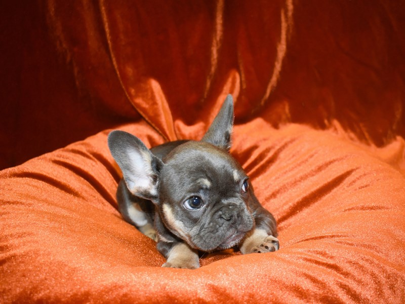 French Bulldog-Female--3938296-Petland Dunwoody Puppies For Sale