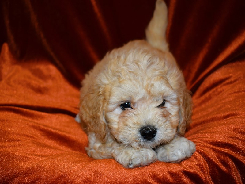 Mini Cavapoo-Male--3938271-Petland Dunwoody Puppies For Sale