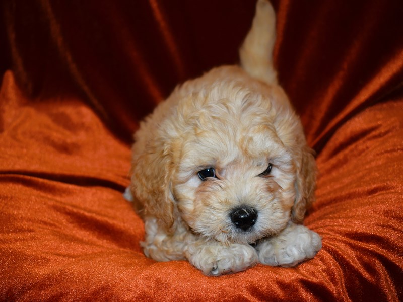 Mini Cavapoo-Male--3938271-Petland Dunwoody