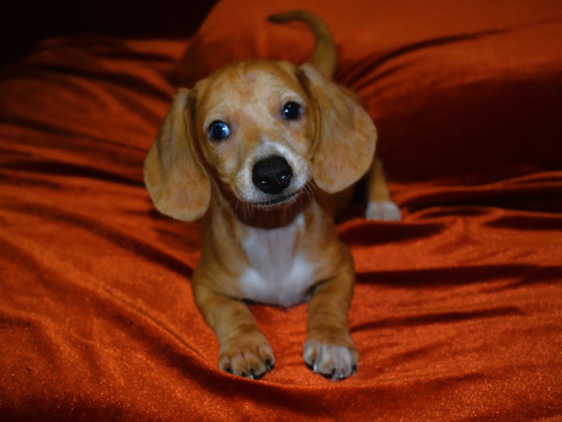 Miniature Dachshund-DOG-Male--3931569-Petland Dunwoody Puppies For Sale