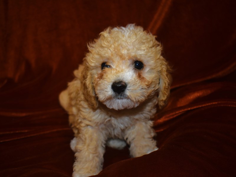 Bichonpoo-Male--3948300-Petland Dunwoody