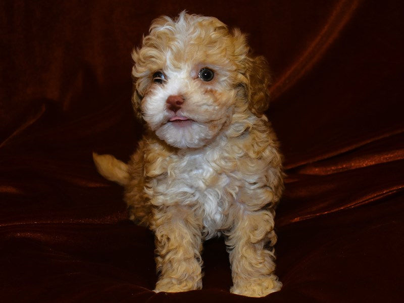 Bichonpoo-Female--3948305-Petland Dunwoody Puppies For Sale