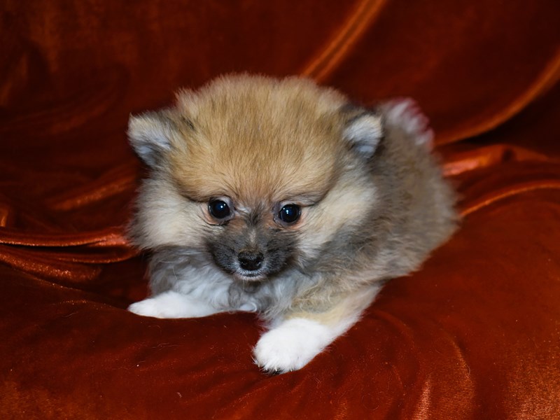 Pomeranian-Female--3948296-Petland Dunwoody Puppies For Sale