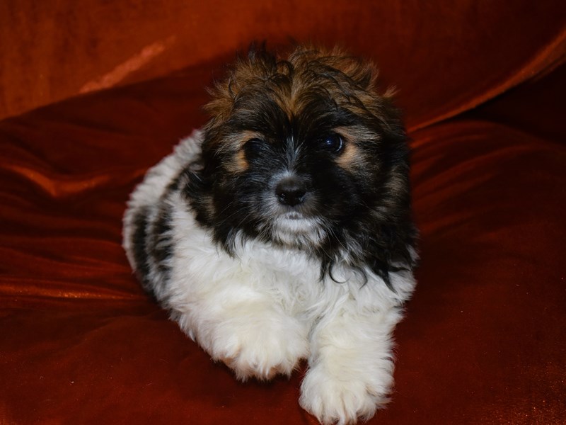 Shih Pom-Male-Black and White-3948264-Petland Dunwoody Puppies For Sale