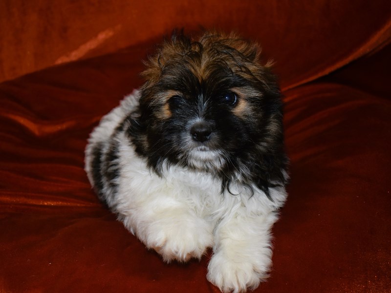 Shih Pom-Male-Black and White-3948264-Petland Dunwoody