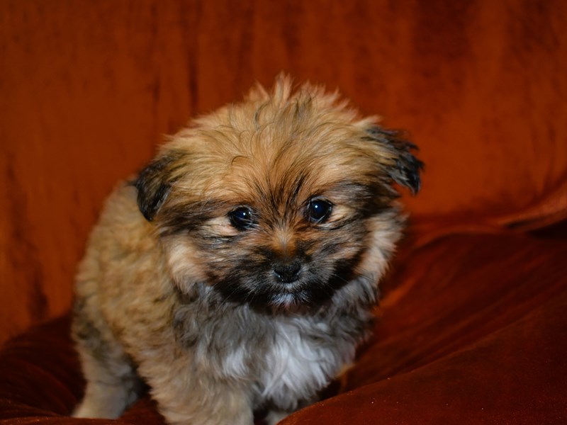Shih Pom-Female--3948268-Petland Dunwoody Puppies For Sale