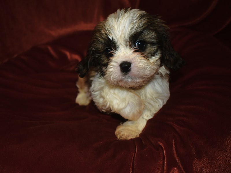 Shih Tzu-DOG-Male--3948282-Petland Dunwoody Puppies For Sale