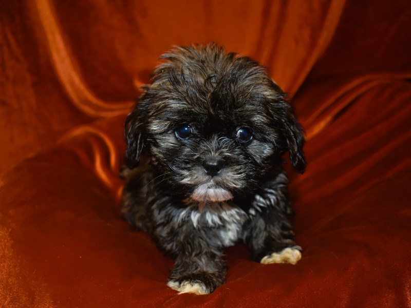 Shih Tzu-Female--3948286-Petland Dunwoody Puppies For Sale