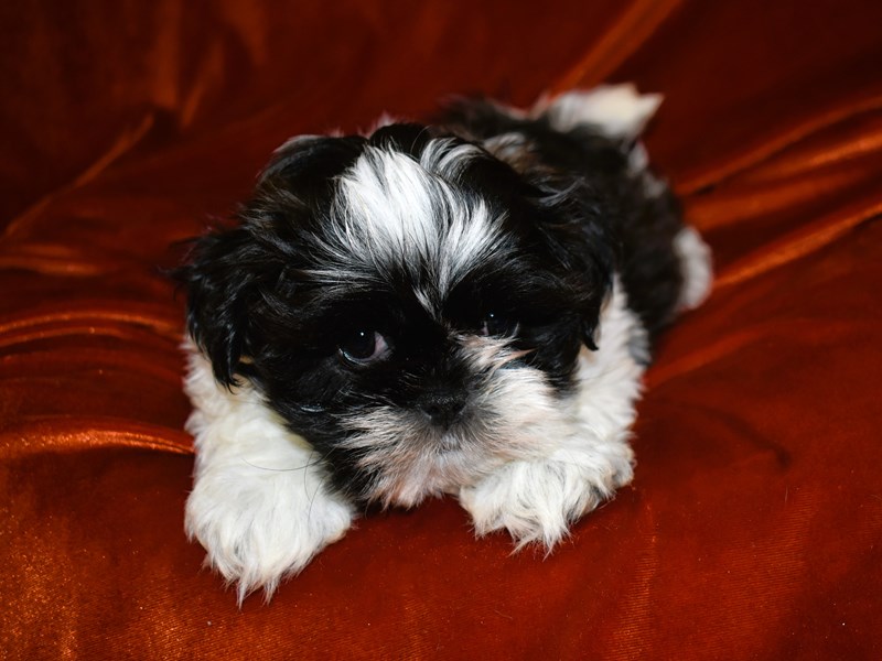 Teddy Bear-DOG-Male--3948249-Petland Dunwoody Puppies For Sale