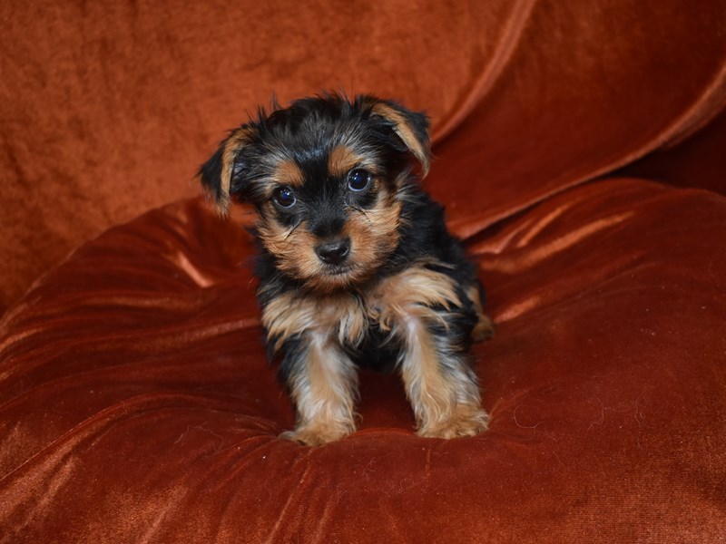 Yorkshire Terrier-DOG-Male--3948244-Petland Dunwoody Puppies For Sale