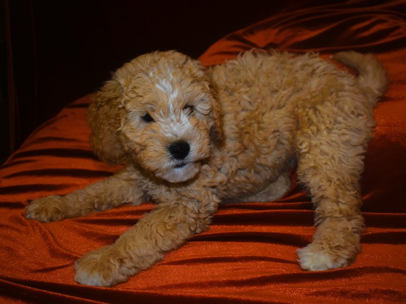 F1B Mini Goldendoodle-DOG-Male--3948258-Petland Dunwoody Puppies For Sale