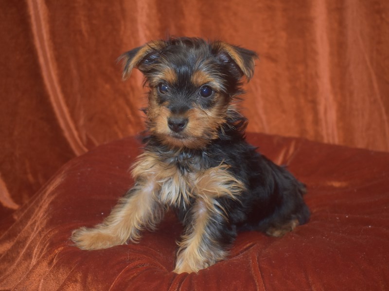 Yorkshire Terrier-DOG-Male--3948652-Petland Dunwoody Puppies For Sale