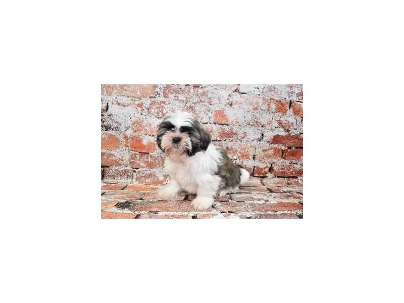 Shih Tzu-Male-Silver Gold and White-3958209-Petland Dunwoody Puppies For Sale