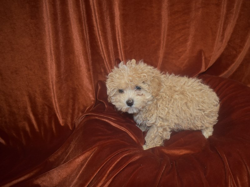 Maltipoo-DOG-Male-Cream & White-3959186-Petland Dunwoody Puppies For Sale