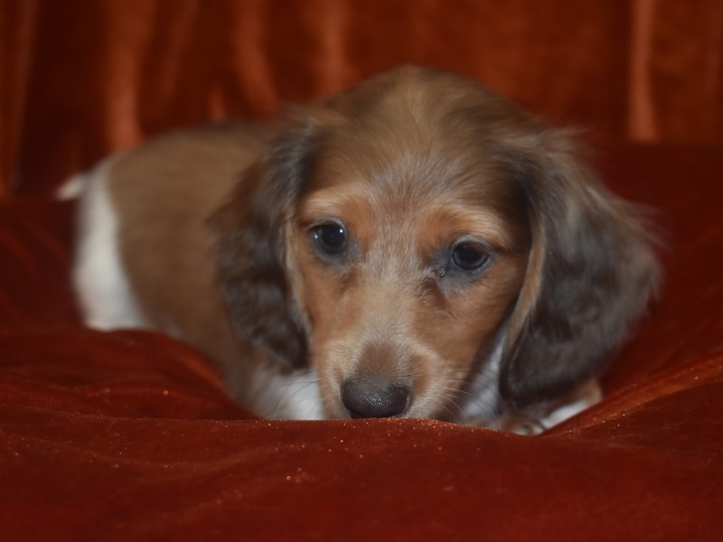 Mini Dachshund-Female-Blue Tan Piebald-3959158-Petland Dunwoody