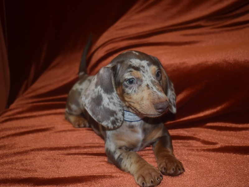 Mini Dachshund-Male-Chocolate Tan Dapple-3959161-Petland Dunwoody