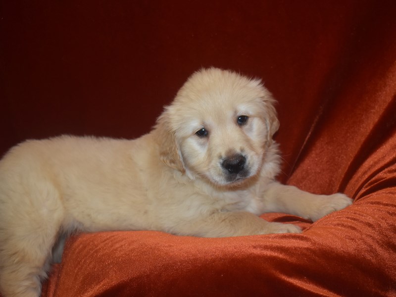 Golden Retriever-Male-Golden-3959180-Petland Dunwoody Puppies For Sale