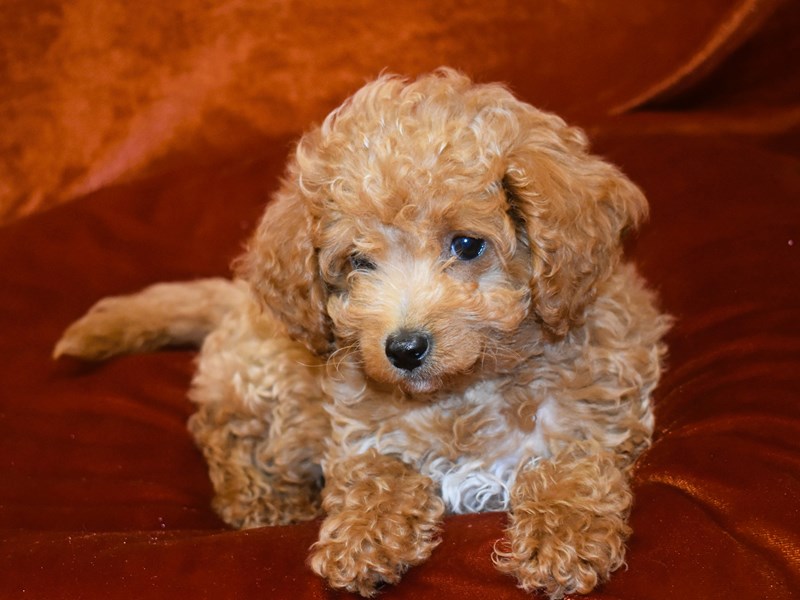 Mini Goldendoodle-Female-Red-3969518-Petland Dunwoody Puppies For Sale