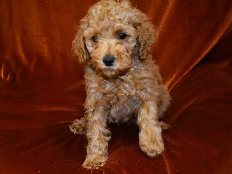 Mini Goldendoodle-Female-Apricot-3969498-Petland Dunwoody Puppies For Sale