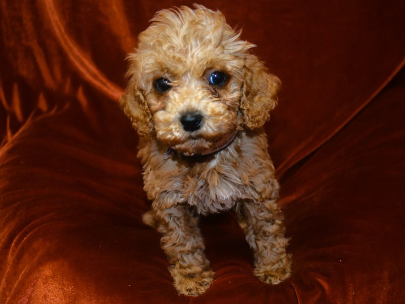 Mini Goldendoodle-DOG-Male-Red-3969522-Petland Dunwoody Puppies For Sale