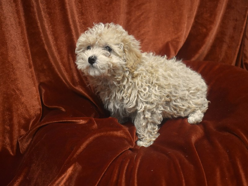 Maltipoo-DOG-Female-Cream-3959198-Petland Dunwoody
