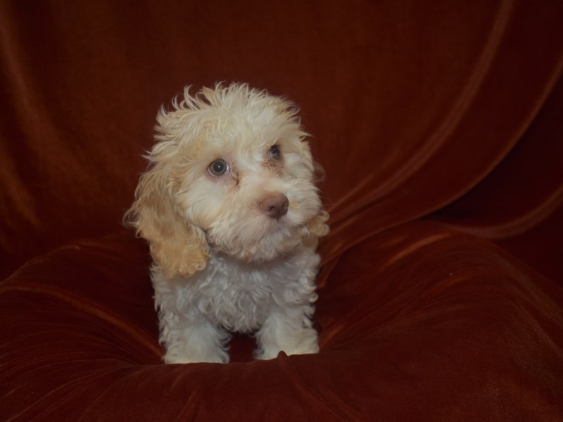 Cockachon-Male--3888140-Petland Dunwoody