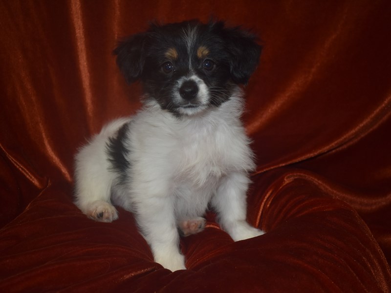 Chorkie-DOG-Male-Black and Tan-3895374-Petland Dunwoody Puppies For Sale