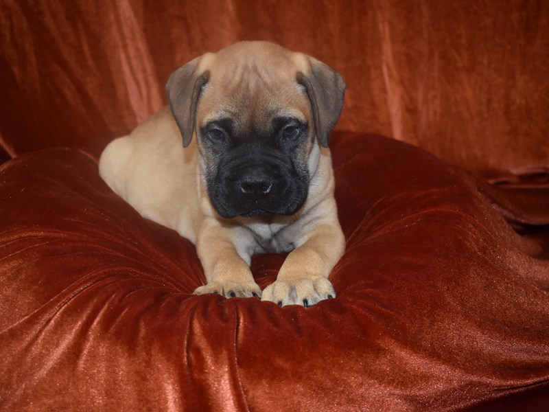 Bull Mastiff-DOG-Male-Red Fawn-3913047-Petland Dunwoody Puppies For Sale