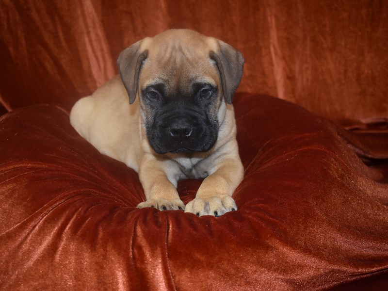 Bull Mastiff-Male-Red Fawn-3913047-Petland Dunwoody