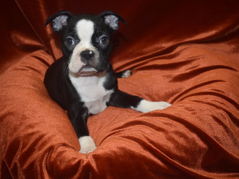 Boston Terrier-DOG-Female-Black & White-3913018-Petland Dunwoody
