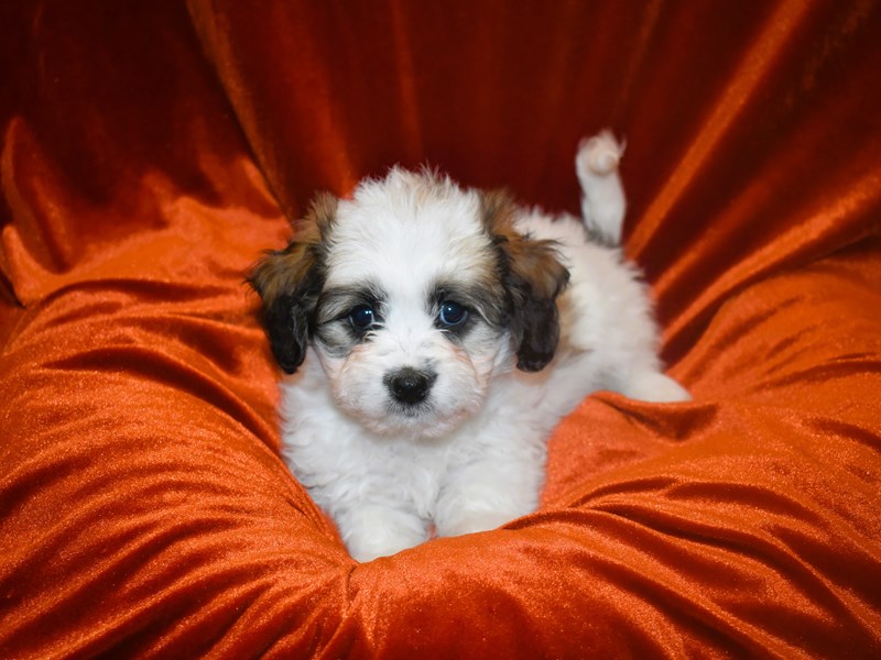 Zuchion-Female--3938267-Petland Dunwoody Puppies For Sale
