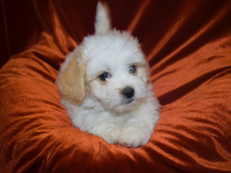 Zuchion-Male--3938226-Petland Dunwoody Puppies For Sale