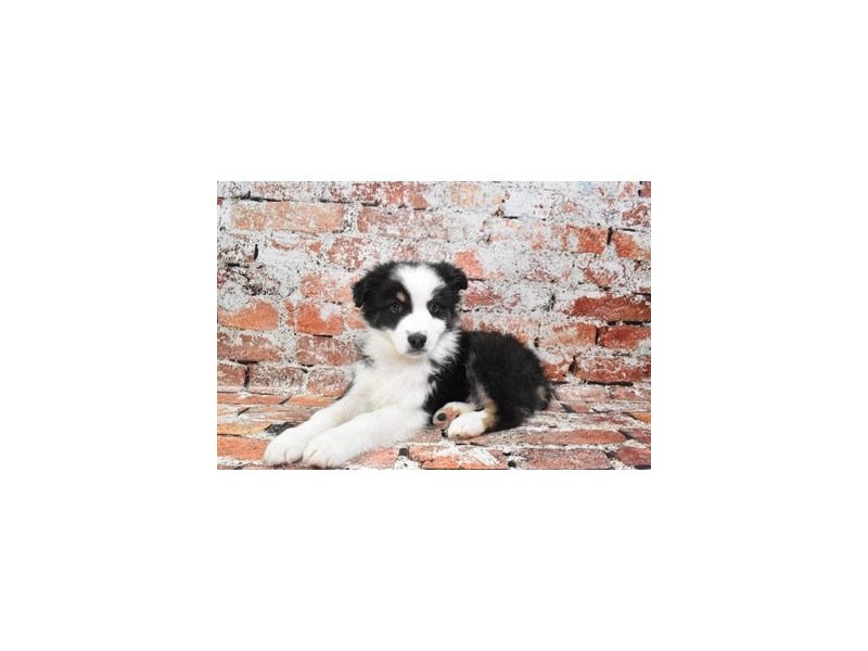Australian Shepherd-Male-Black and White-3958200-Petland Dunwoody Puppies For Sale