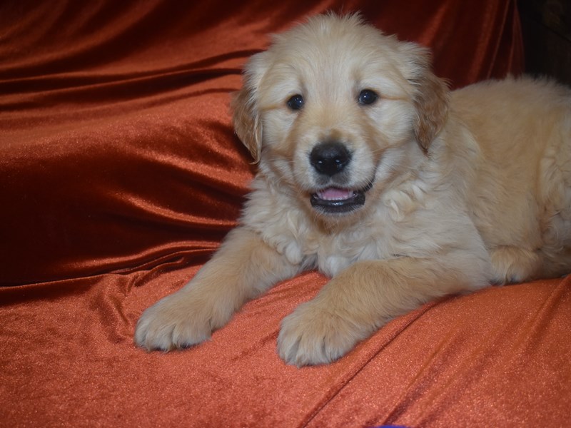 Golden Retriever-DOG-Female-Golden-3959183-Petland Dunwoody Puppies For Sale
