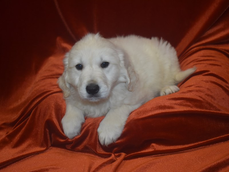 Golden Retriever-DOG-Male-Cream-3959172-Petland Dunwoody Puppies For Sale