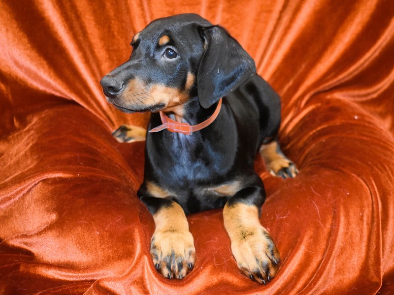 Doberman Pinscher-Male-Black & Rust-3969876-Petland Dunwoody Puppies For Sale