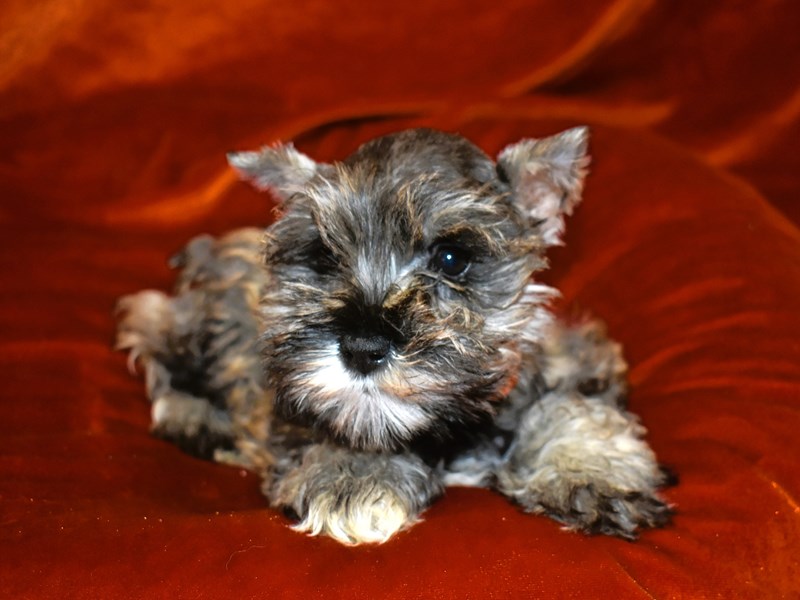 Miniature Schnauzer-Female-Salt & Pepper-3969500-Petland Dunwoody