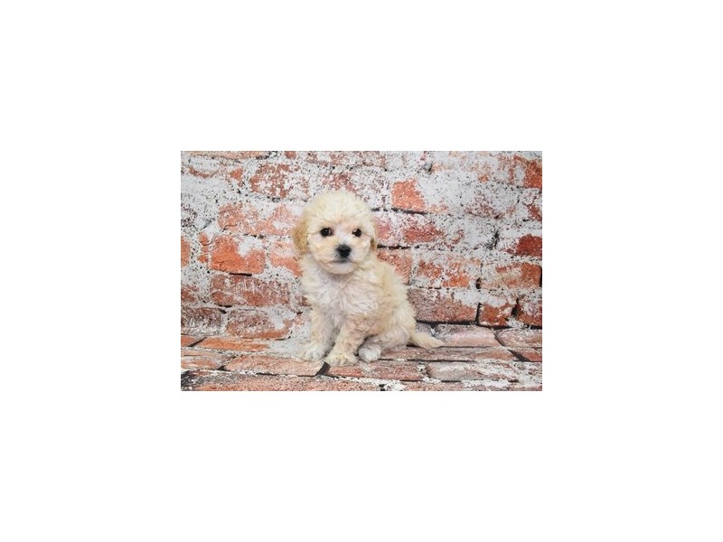 Bichon Poo-DOG-Female-Cream-3978251-Petland Dunwoody Puppies For Sale
