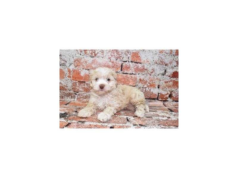 Cockapoo-Female-Buff-3978264-Petland Dunwoody Puppies For Sale