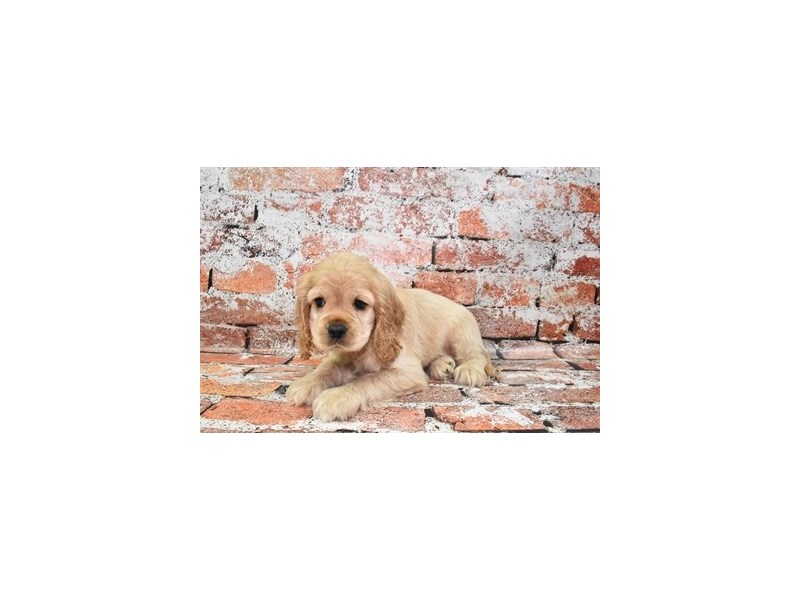 Cockalier-Female-Cream-3978303-Petland Dunwoody Puppies For Sale