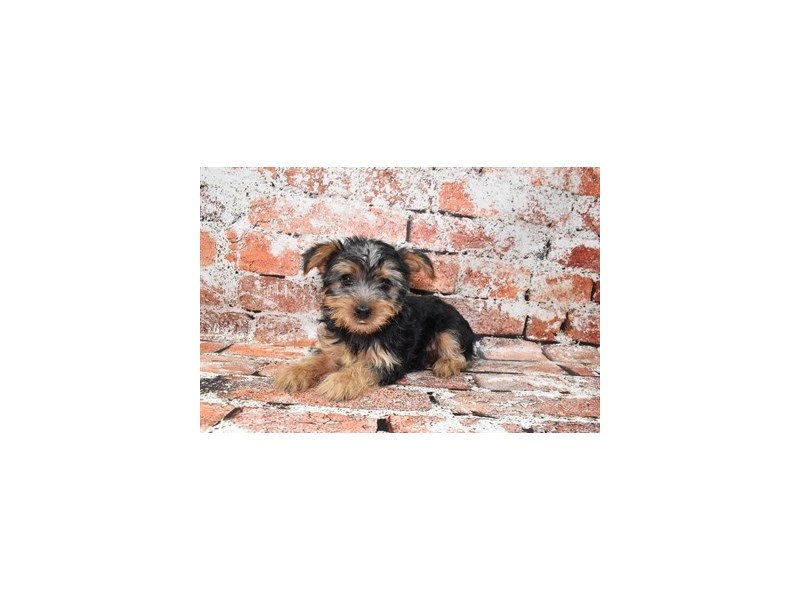Yorkshire Terrier-Male-Black and Tan-3978376-Petland Dunwoody Puppies For Sale
