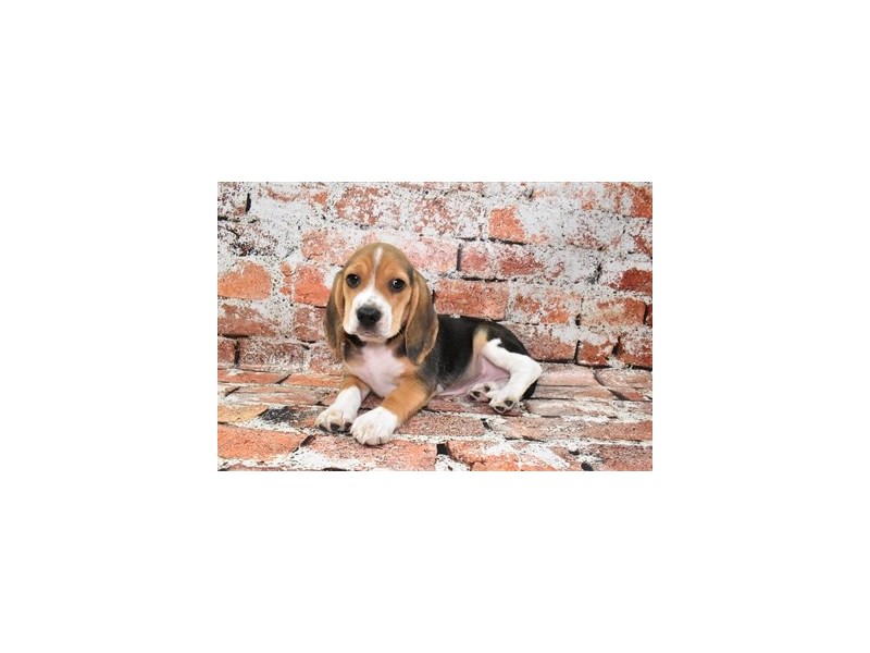 Beagle-Male-Brown White and Tan-3978385-Petland Dunwoody