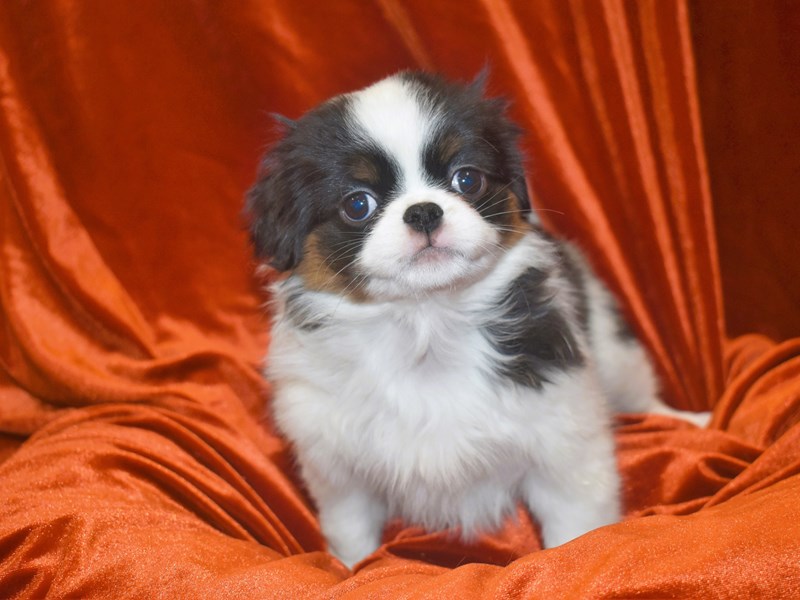 Japanese Chin-Female-Black & White-3991196-Petland Dunwoody Puppies For Sale
