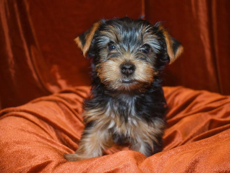 Yorkshire Terrier-DOG-Male-Black & Tan-3991239-Petland Dunwoody Puppies For Sale