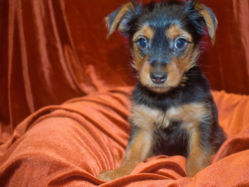 Yorkshire Terrier-DOG-Male-Black & Tan-3991243-Petland Dunwoody Puppies For Sale