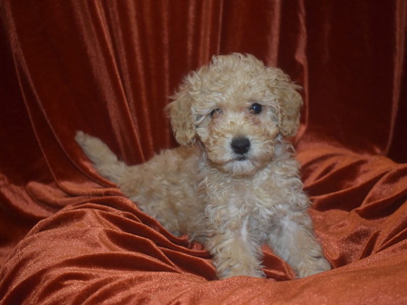 F1B Mini Goldendoodle-Female-Apricot-3991277-Petland Dunwoody Puppies For Sale