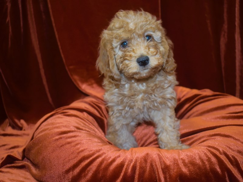 F1B Mini Goldendoodle-Male-Apricot-3991272-Petland Dunwoody Puppies For Sale
