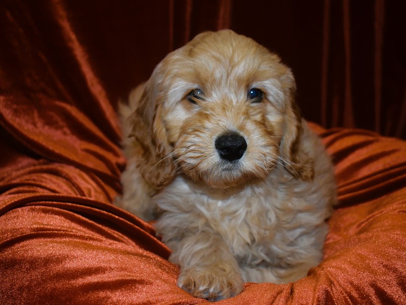 F1B Mini Goldendoodle-Male-Apricot-3991278-Petland Dunwoody Puppies For Sale