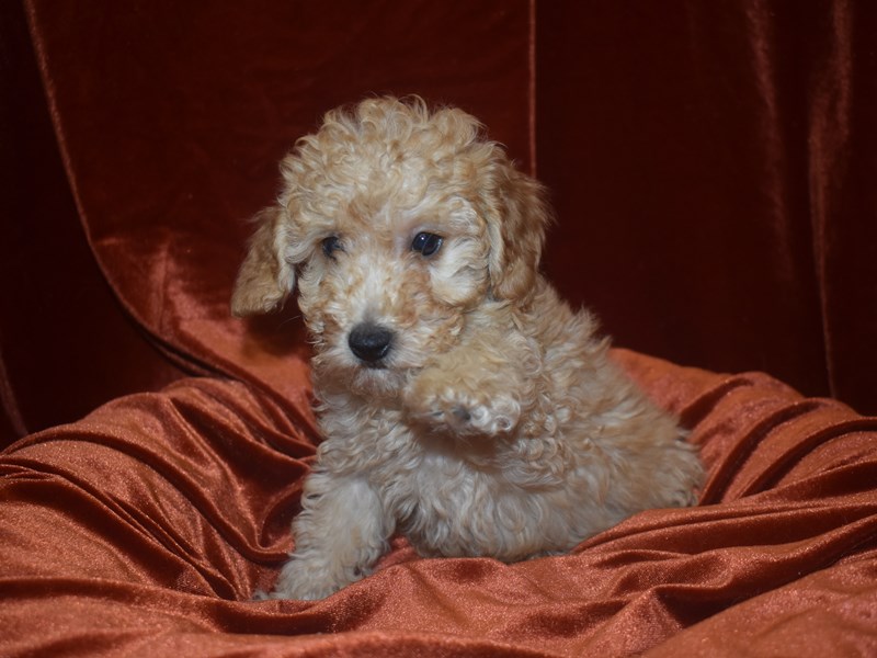 F1B Mini Goldendoodle-Female-Apricot-3991280-Petland Dunwoody Puppies For Sale