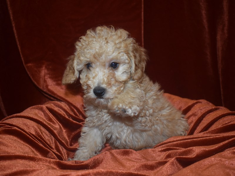 F1B Mini Goldendoodle-Female-Apricot-3991280-Petland Dunwoody